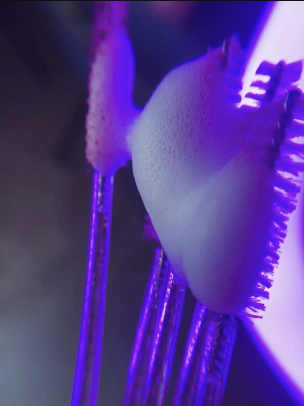 Lash wands under purple neon light at Lashes by Dee